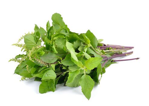 Hojas de albahaca en el spray zxcvbnmqwert
